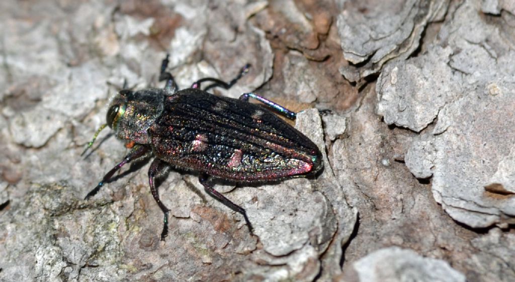 Chrysobothrys chrysostigma, Buprestidae